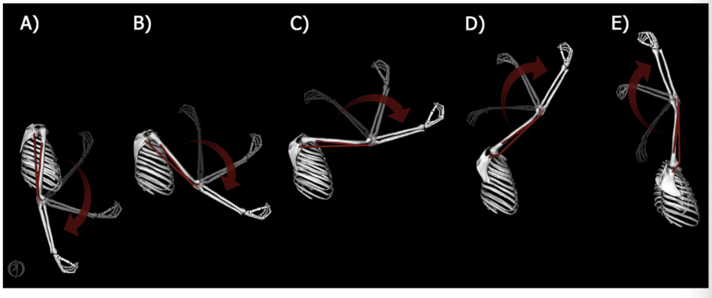 各角度における上腕三頭筋の動き