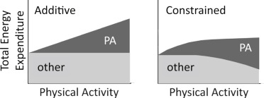 左：線形モデル　右：実際の代謝モデル
