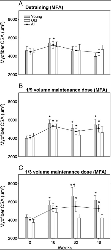筋肉繊維の太さ(上:トレーニング中断 中:トレーニング量1/9 下:トレーニング量1/3)