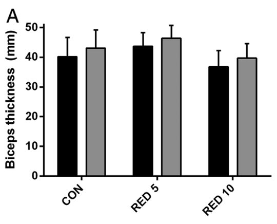 各グループの筋肉厚さ(CON:コントロール、RED5:5%減、RED10:10%減)