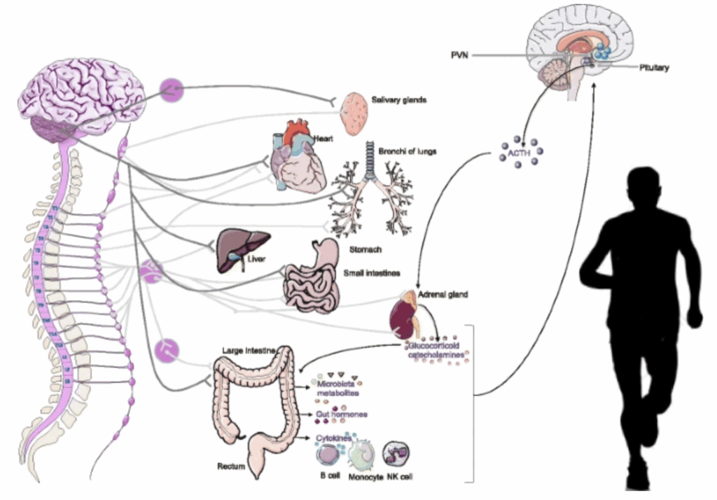運動によって起こる体内のホルモン変化