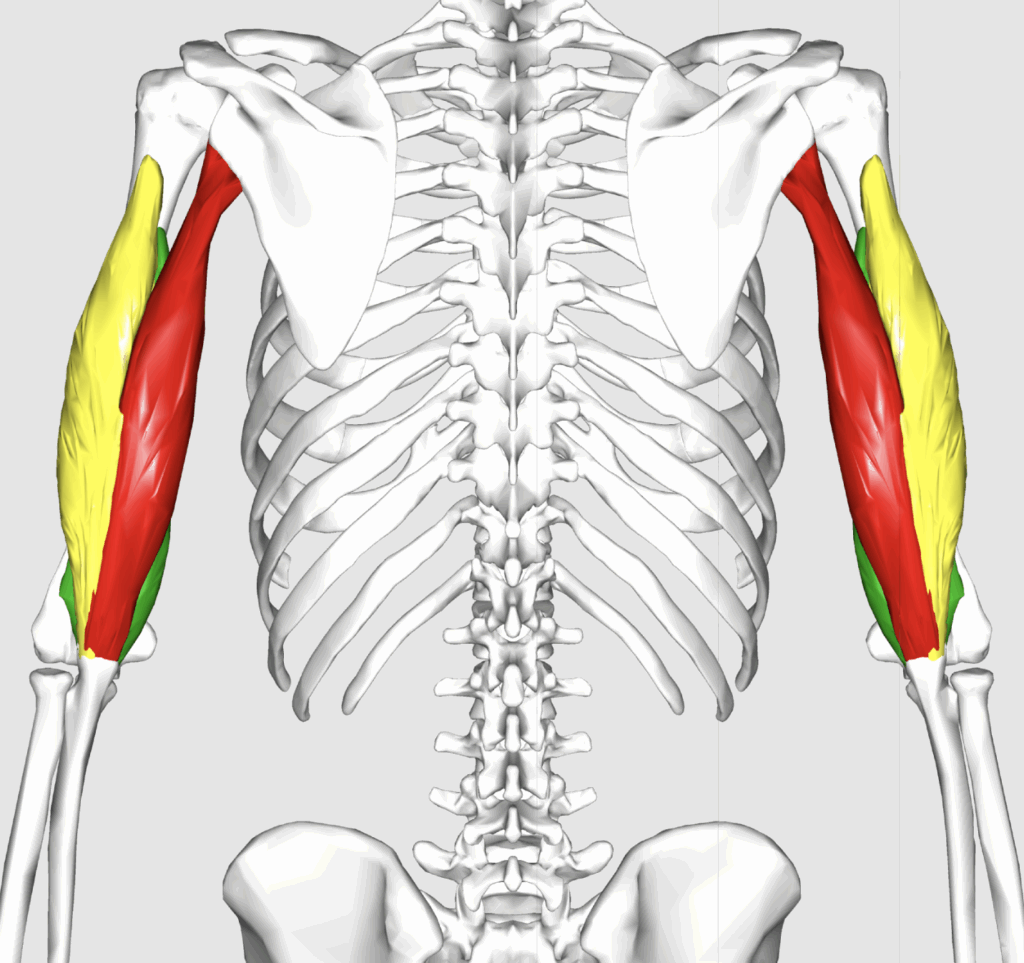上腕三頭筋（赤：長頭　黄：短頭）