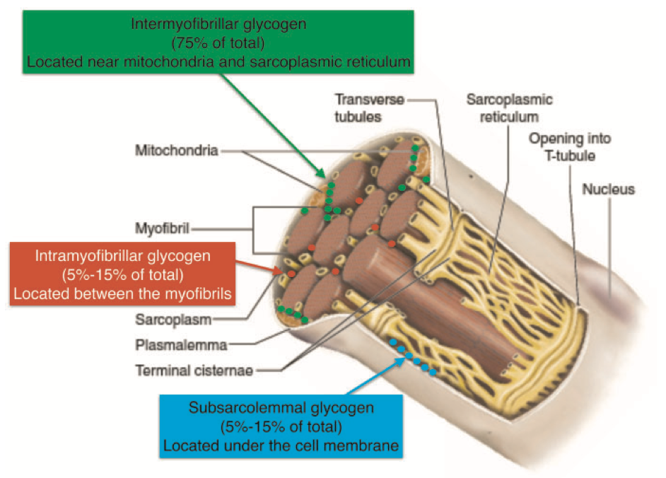 グリコーゲンの貯蔵場所