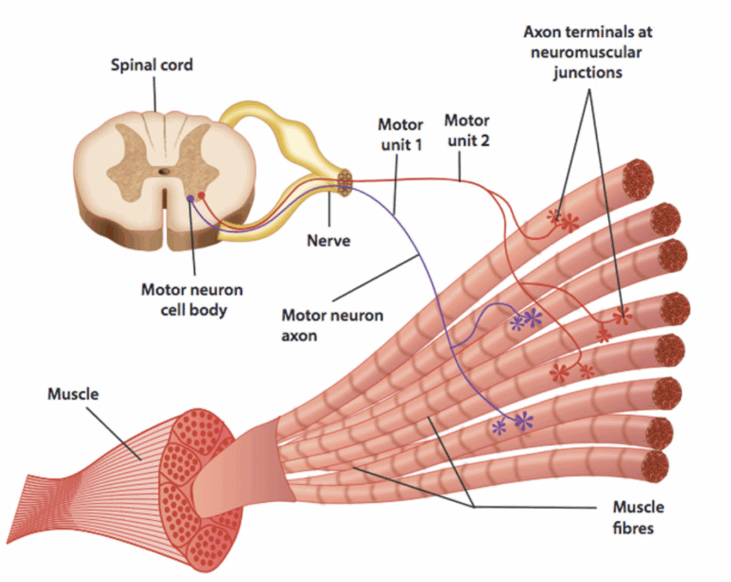 モーターユニット