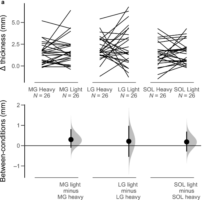 内側腓腹筋と外側腓腹筋(MGとLG)、ヒラメ筋(SOL)の筋肥大結果