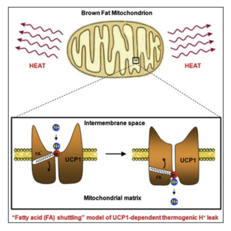 ミトコンドリアでの熱放出