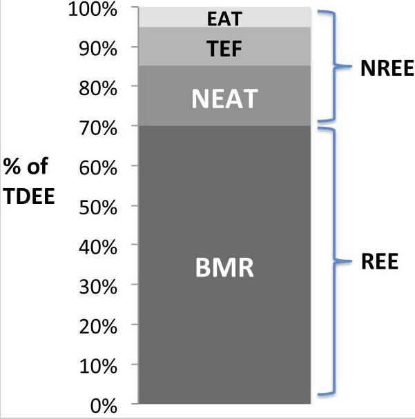 1日の消費カロリー