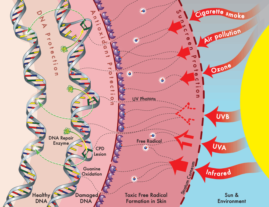 スキンケア外用剤によるDNA保護＆修復